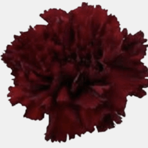 Mini Carnation - Fancy
